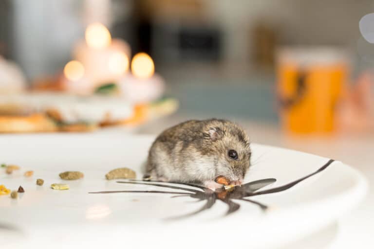 How to Spot a Rodent Problem Early | Identifying Rats or Mice in Home