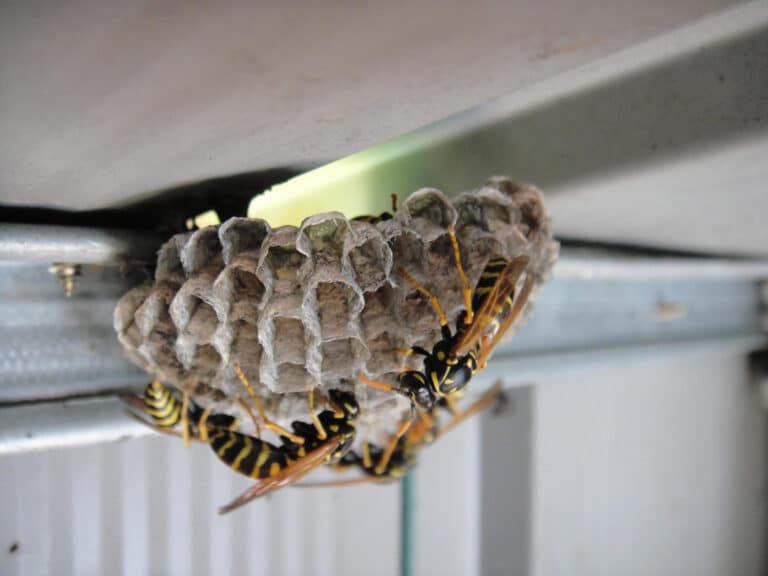 How to Stop Wasps from Getting Into Your House