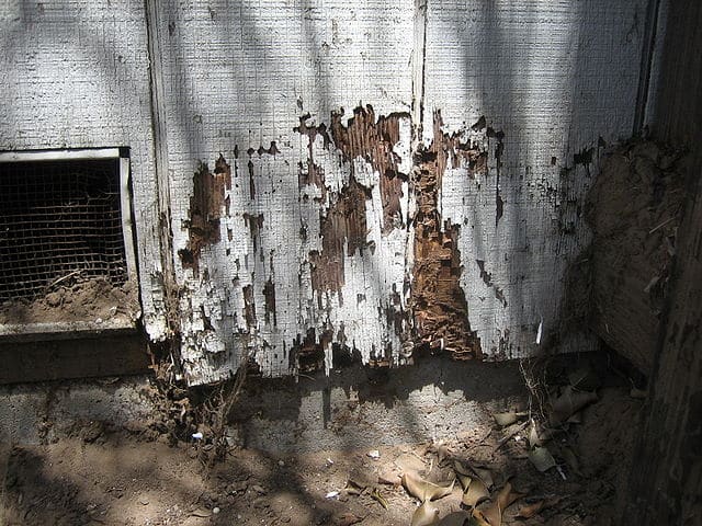 Damaged wood from drywood termites in southern california