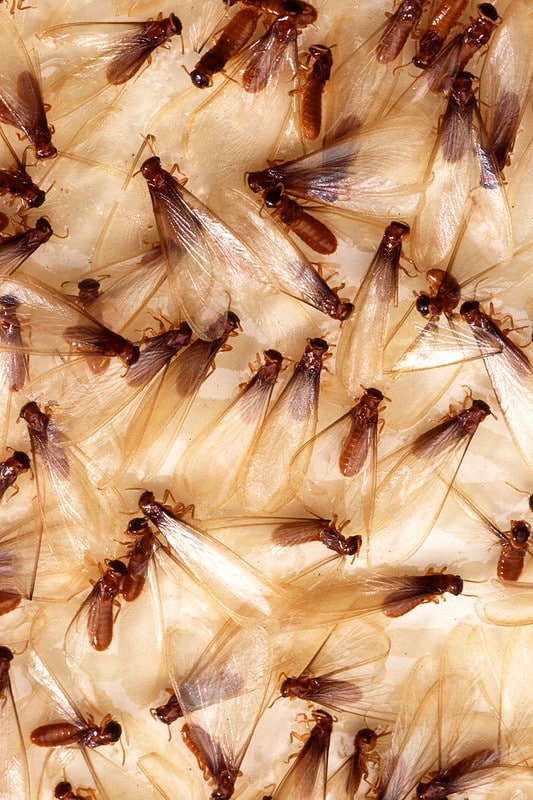 Close-up of winged termite swarmers with discarded wings, showing signs of a termite swarm near a Riverside, California home.