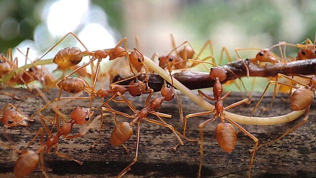 Why Are There So Many Ants in Riverside, CA? Local Guide