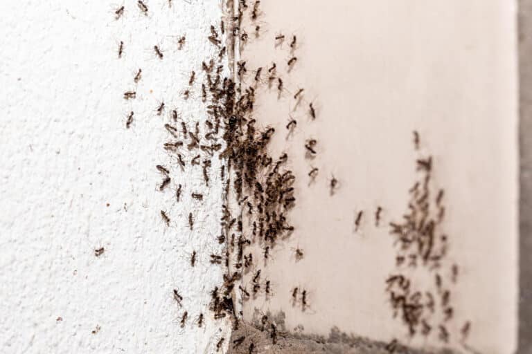 Why Can’t I Get Rid of Ants in My House?