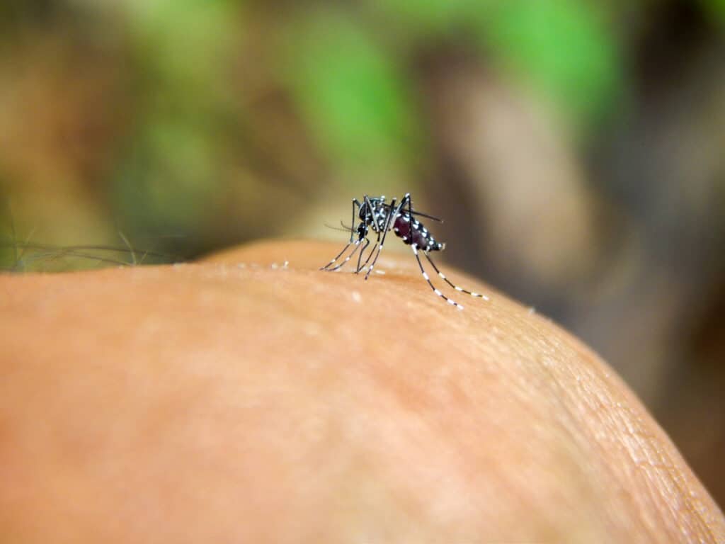 Close up of mosquito on persons arm in riverside ca