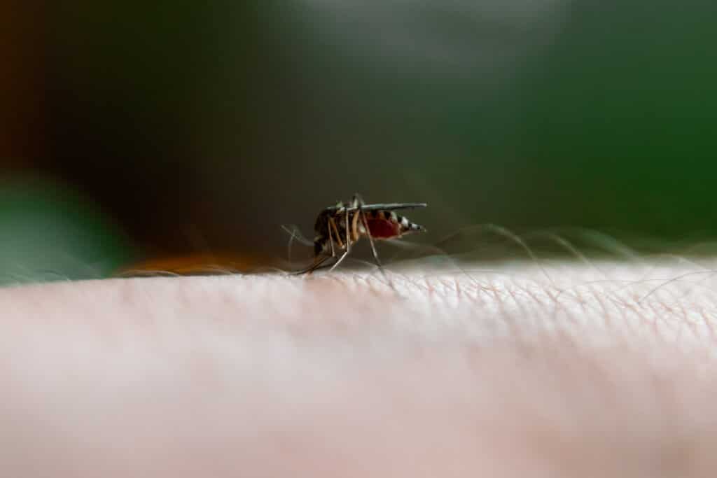 Mosquito sucking blood of riverside california home owner