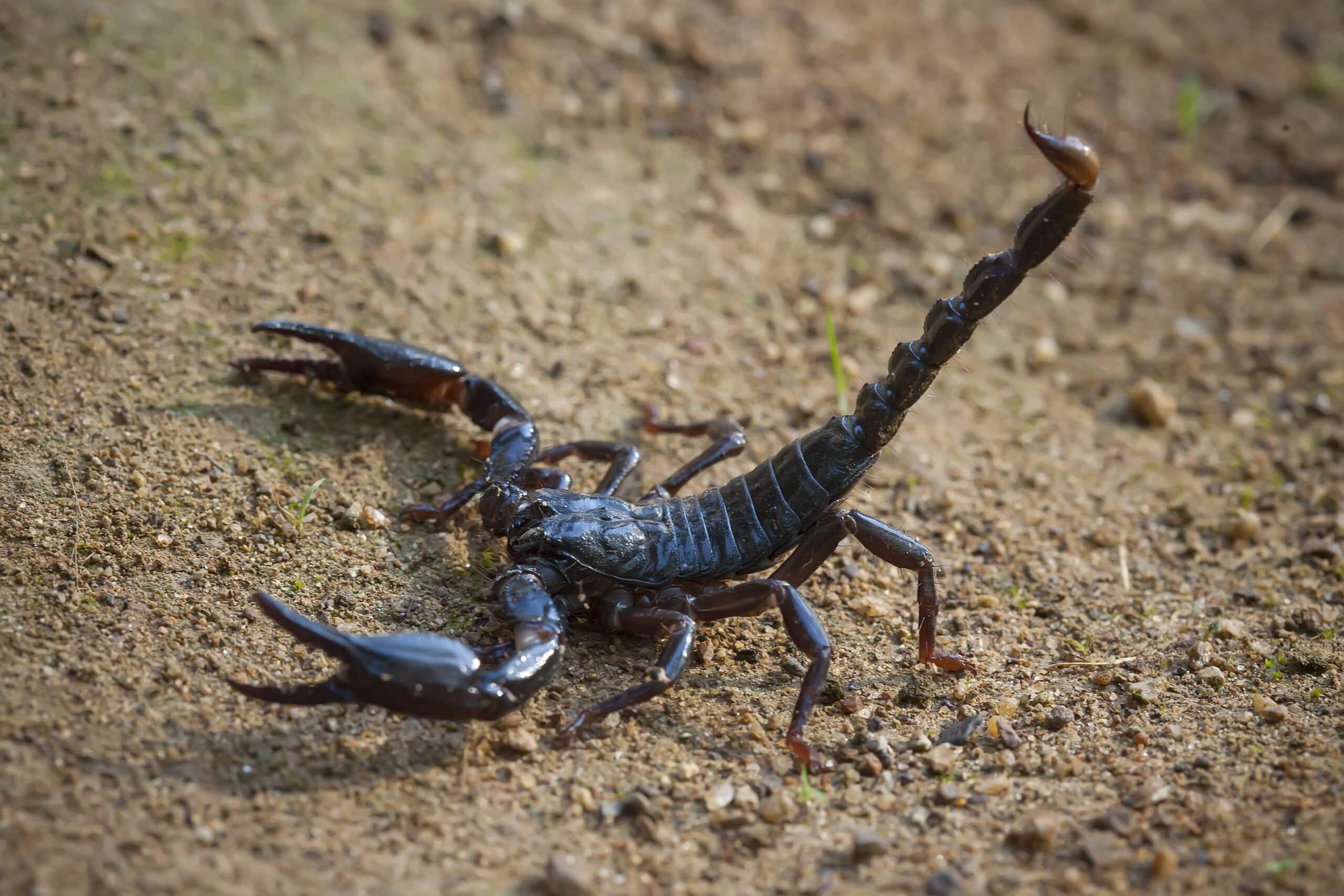 Photo of a black scorpion in riverside ca