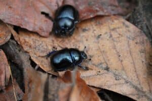 Beetles in Your Home? How to Identify Them (And What to Do)