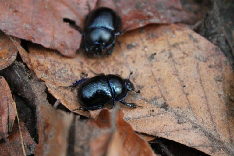 Beetles in Your Home? How to Identify Them (And What to Do)