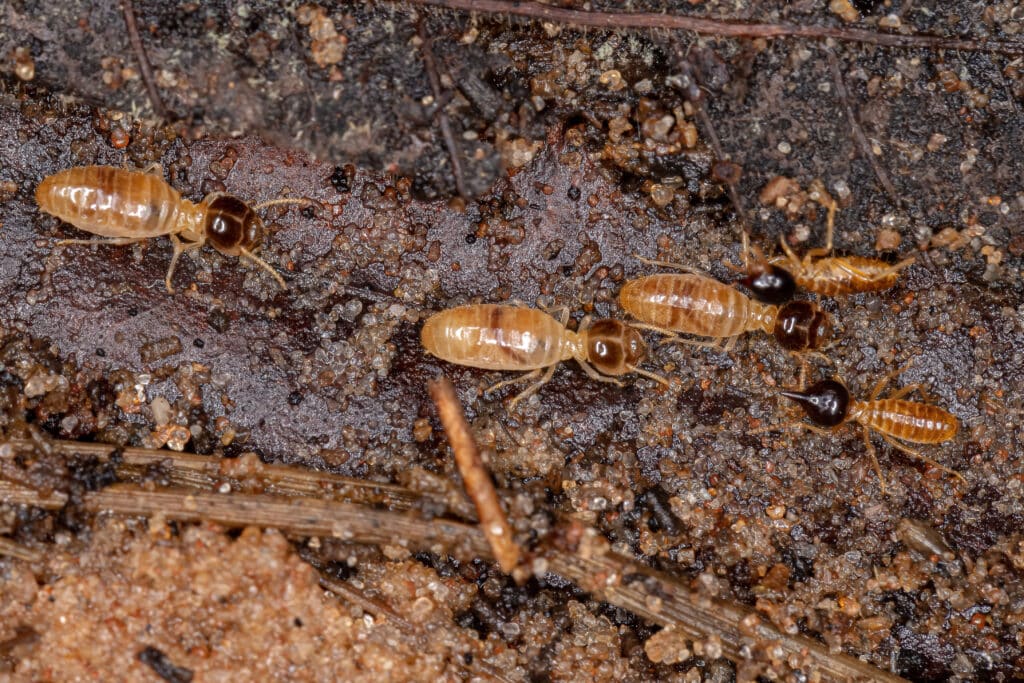 Close up photo of termites inside wooden log in riverside california about to get blasted by southland pest