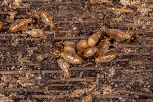 Drywood vs. Subterranean Termites in Riverside: Which One Is in Your Home?