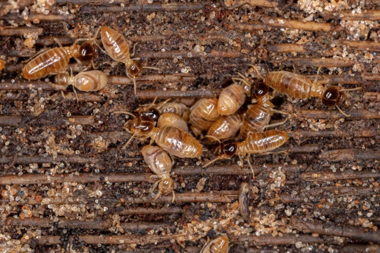 Drywood vs. Subterranean Termites in Riverside: Which One Is in Your Home?