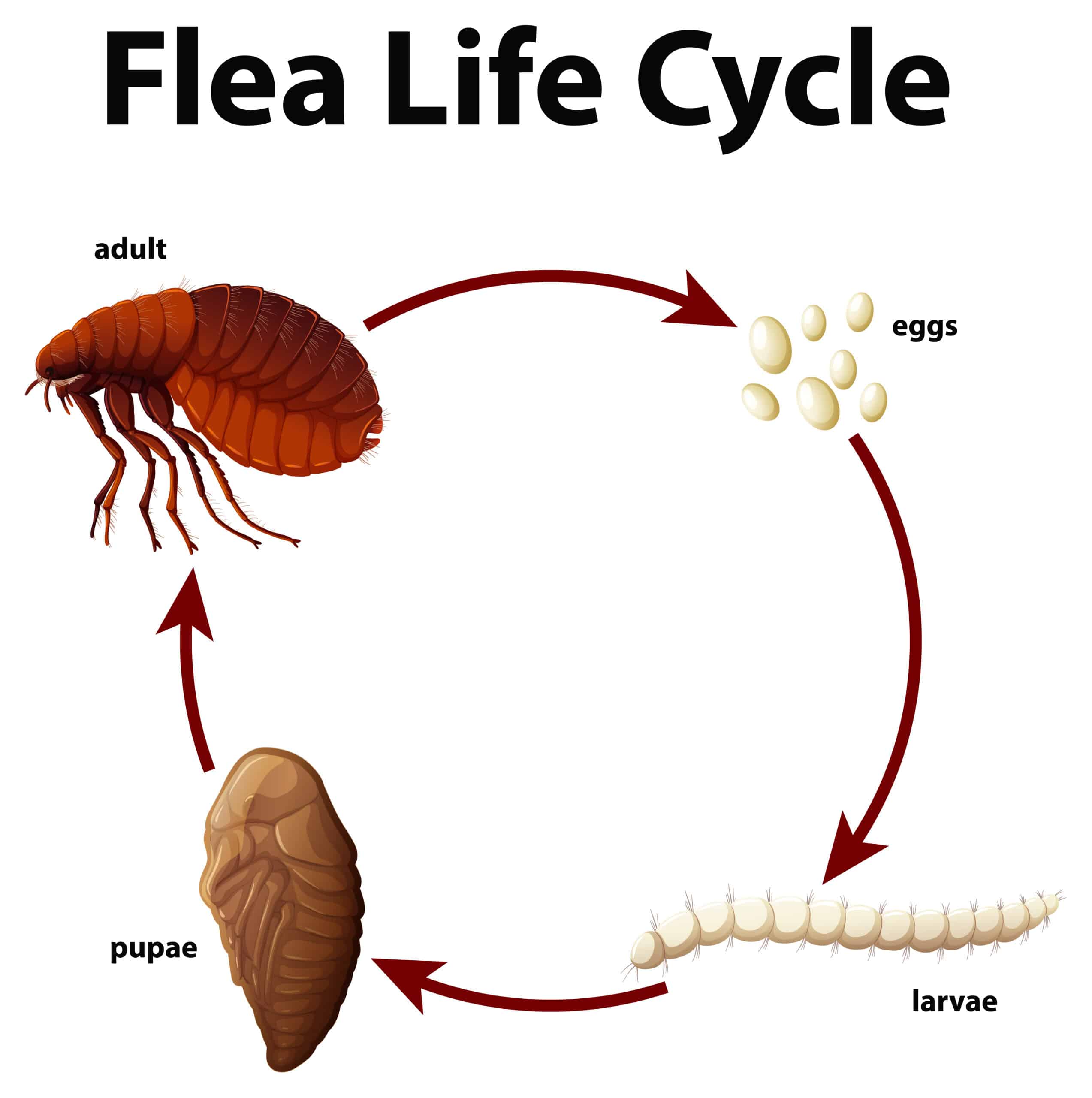 diagram of a fleas life cycle