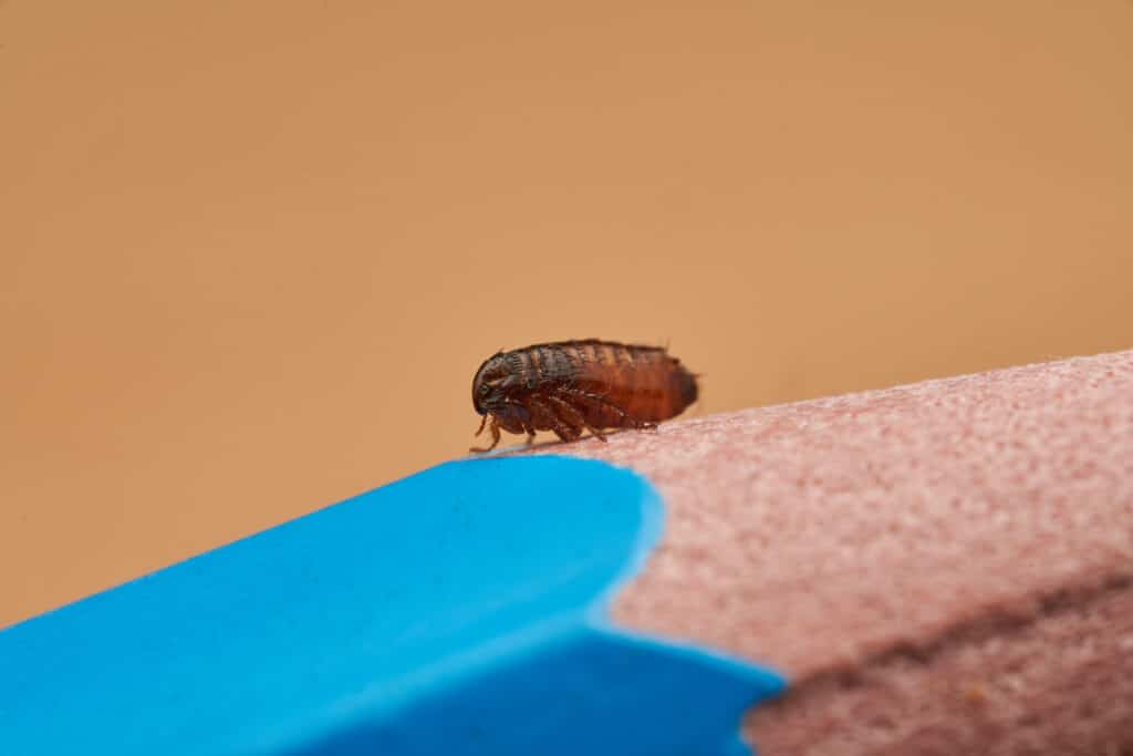Tiny flea sitting on tip of a pencil in the inland empire ca