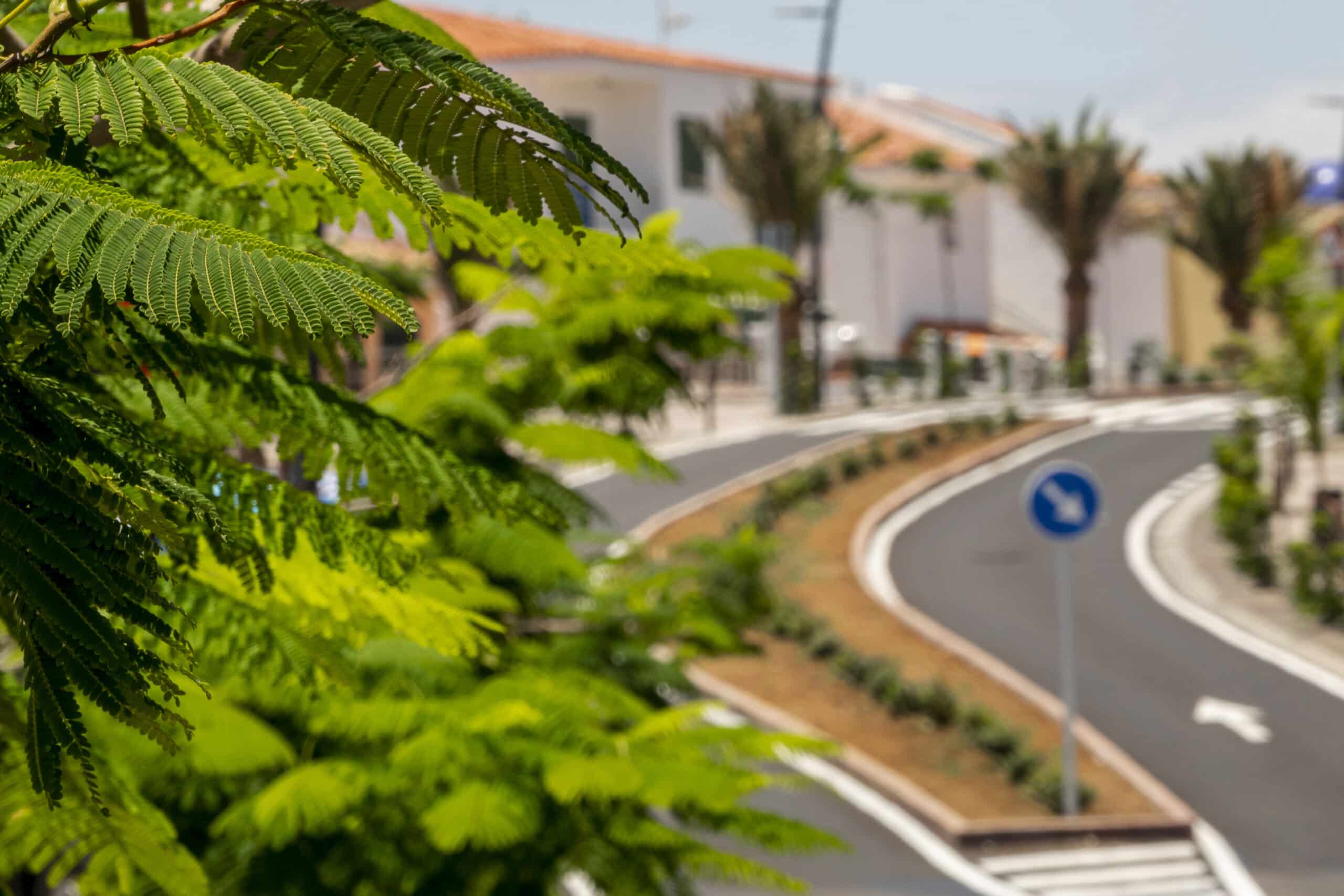 close up of tree branch with blurry background in the inland empire ca 
