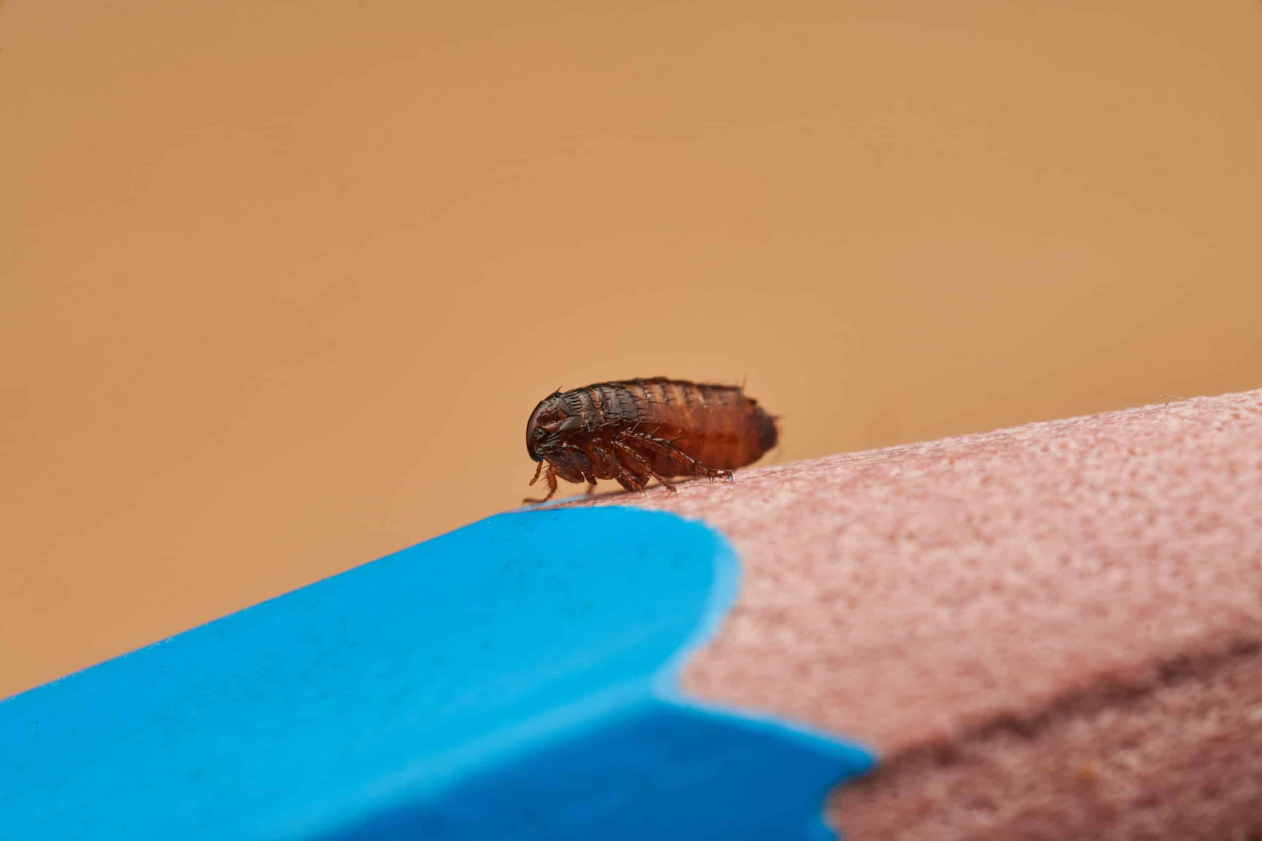 Tiny flea sitting on tip of a pencil in the inland empire ca