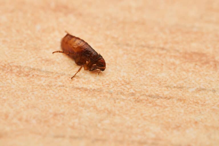 Fleas in Riverside: How to Protect Your Home & Pets Year-Round