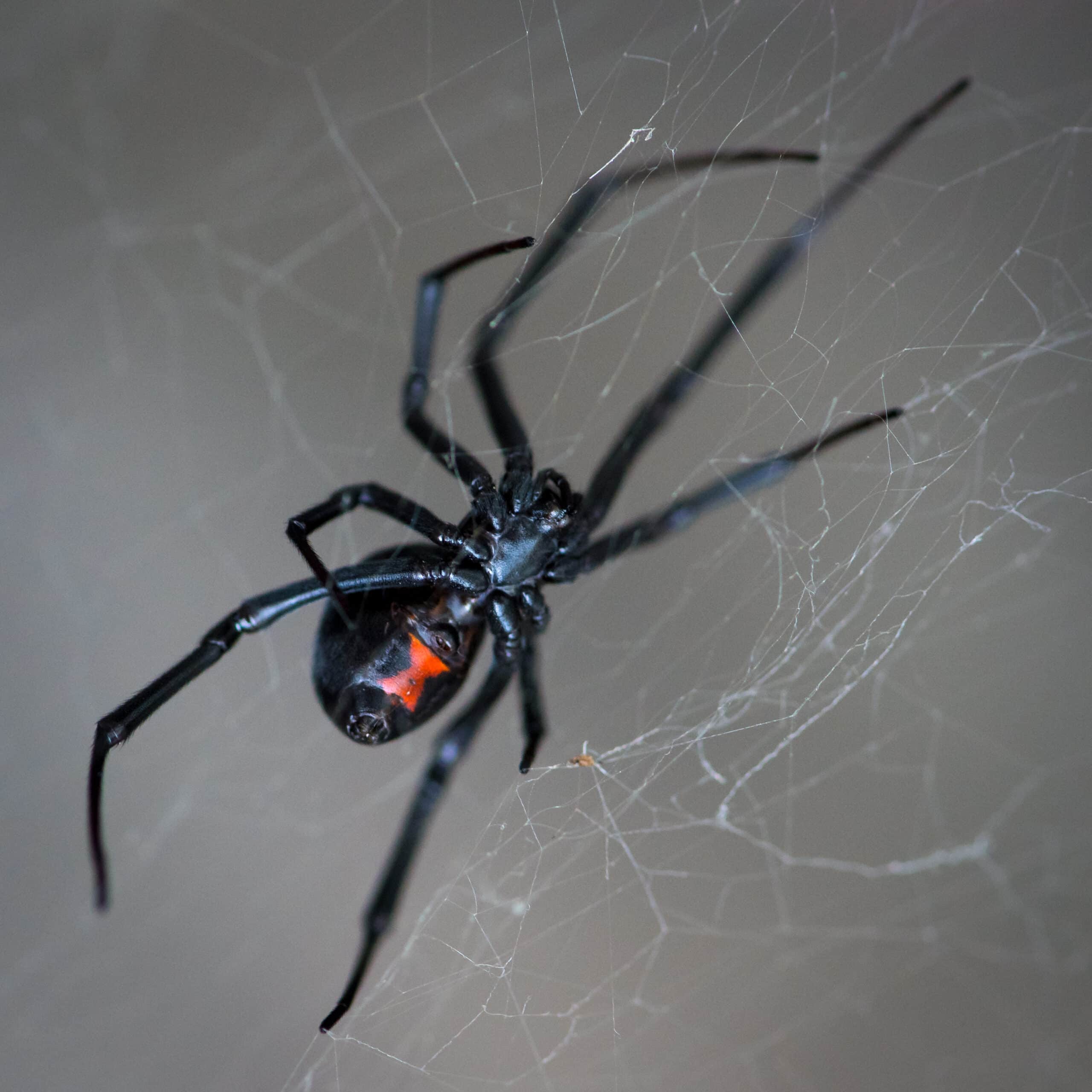close up photo of black widow spider in web in riverside ca