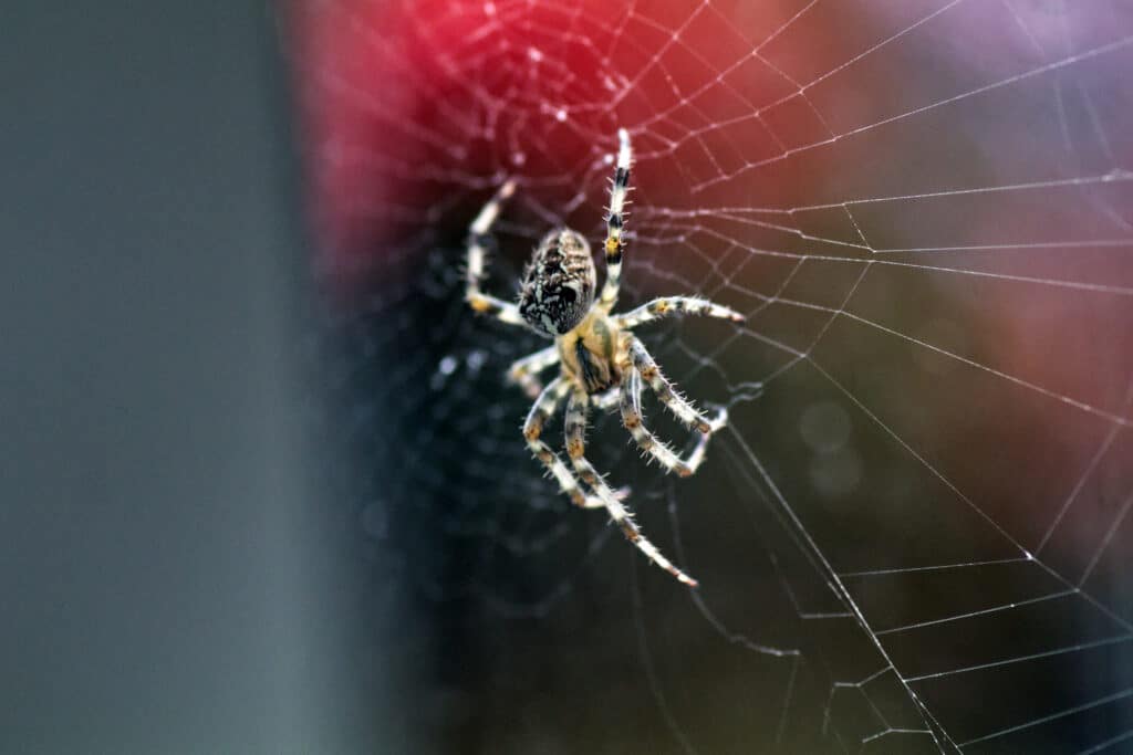 spider in web of riverside ca home