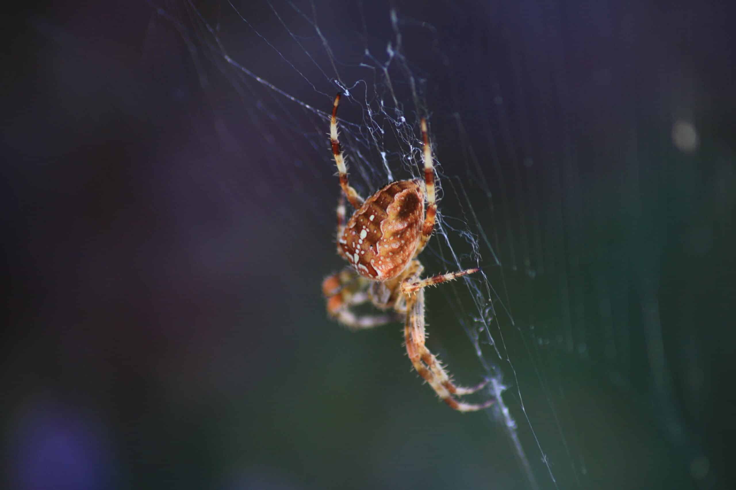 close up of spider in web outside of riverside ca home