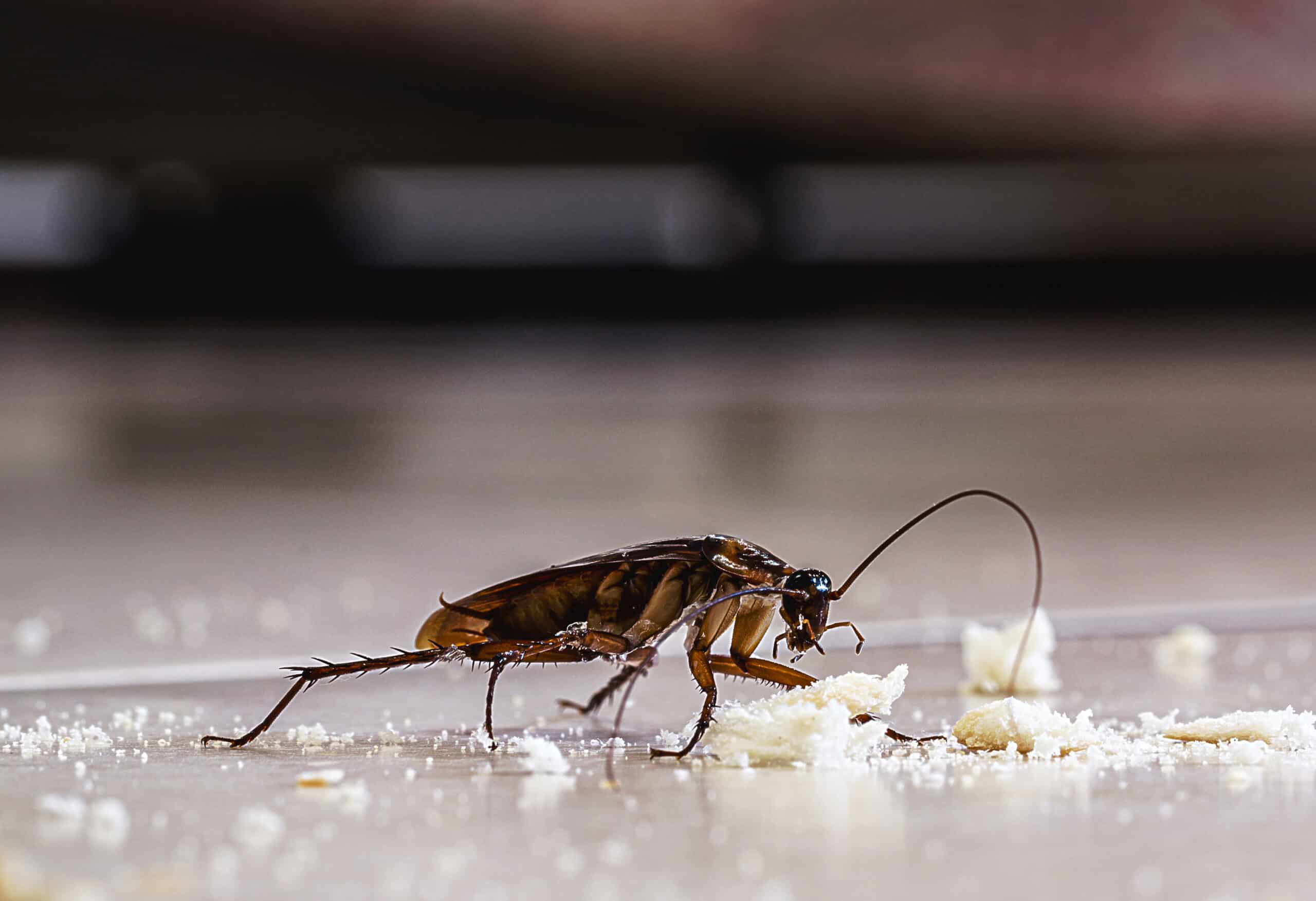 cockroach in riverside home looking at crumbs on the floor