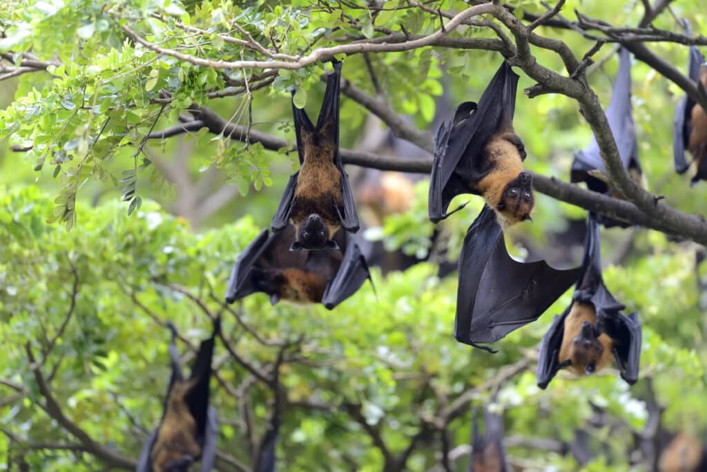 bats hanging upside down of tree in riverside ca home