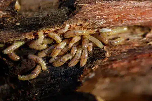 Termite treatment in Riverside, CA