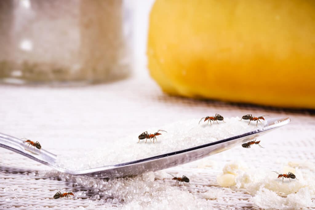 small black bugs in the kitchen in riverside ca home on spoon