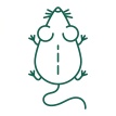 Rodent